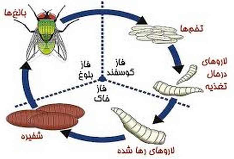 لارو مگس در زخم سگ