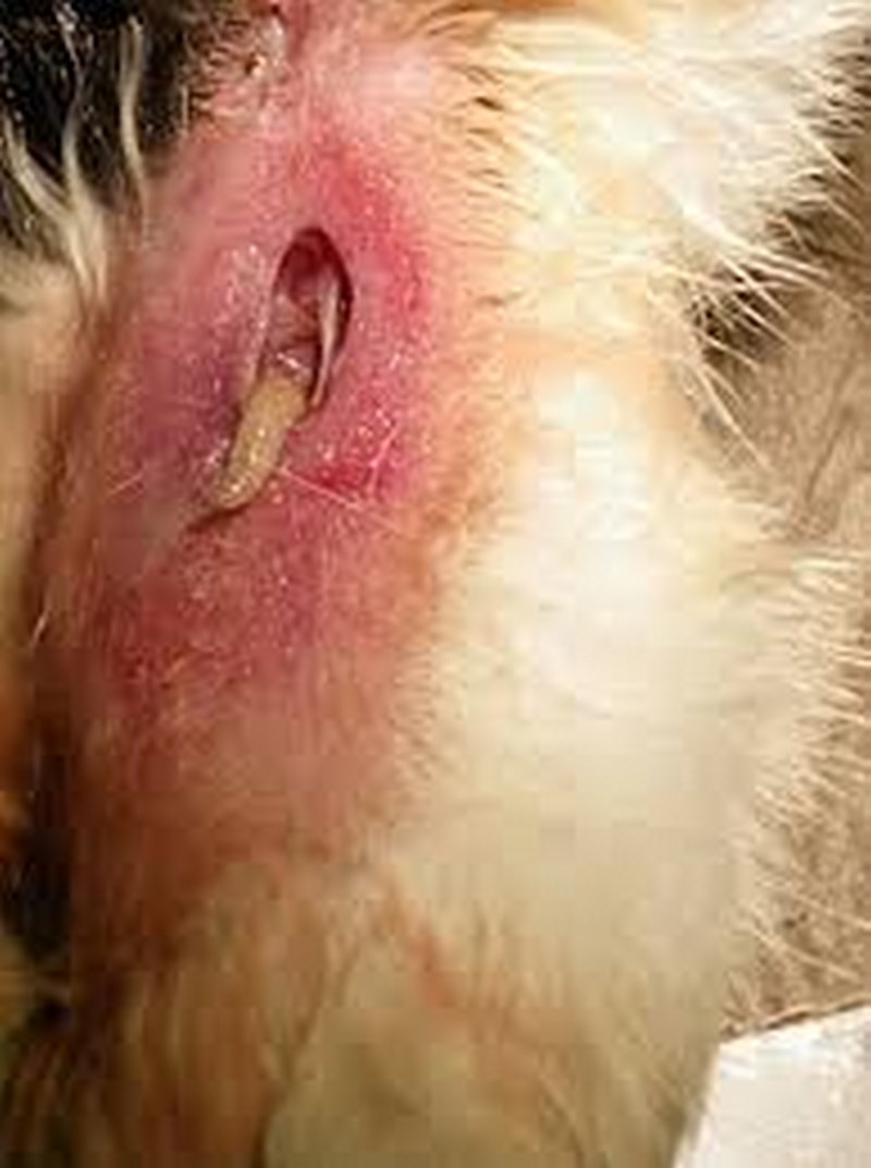 لارو مگس در زخم سگ