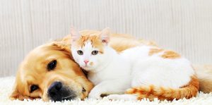 اهمیت تقویت ایمنی در سگ و گربه و راهکارهایی برای آن