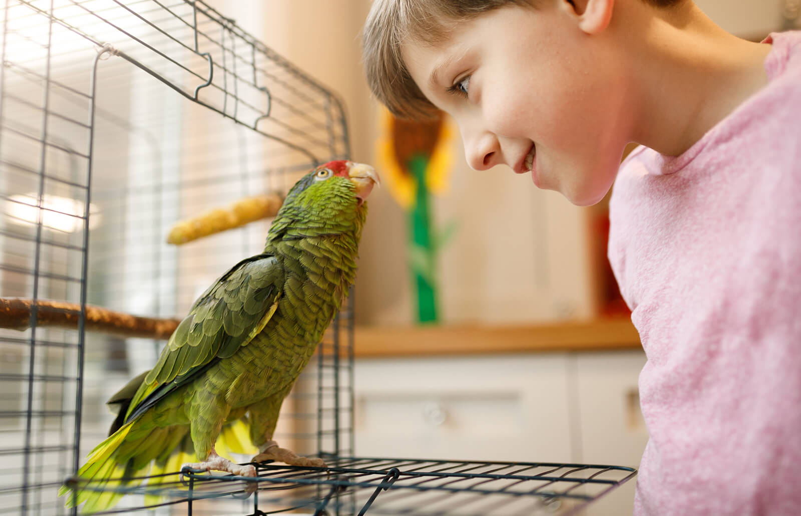makiandampars - what do you know about pacheco's disease in pet birds