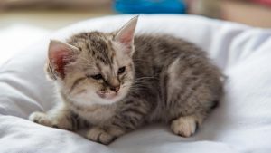 کلسی ویروس گربه ها؛ علائم و درمان