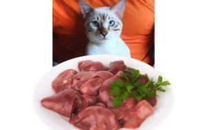 makiandampars - cat eating liver