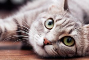 التهاب کبد گربه ها؛ هر آنچه باید بدانید