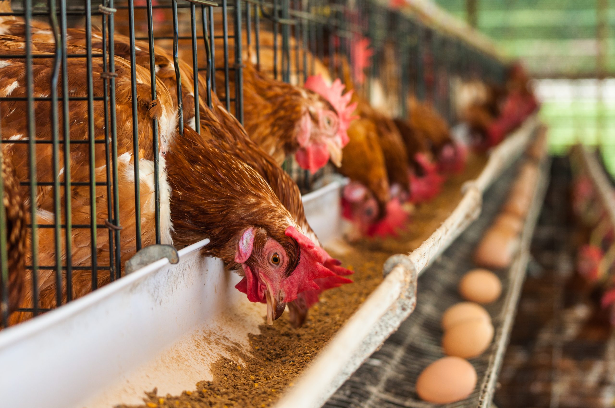 ماکیان دام پارس-کوکسیدیوز در مرغ تخمگذار