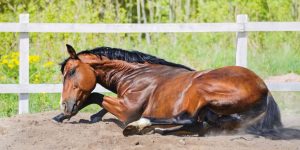 کولیک در اسب؛ علائم بالینی تا درمان