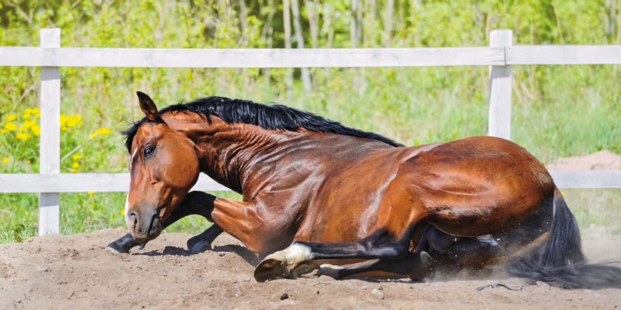 ماکیان دام پارس-کولیک در اسب؛ علائم بالینی تا درمان
