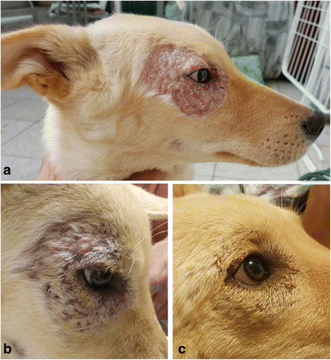 makiandampars - cutaneous leishmaniosis in dogs