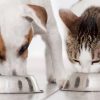 نقش دستگاه گوارش در سگ و گربه چیست و چه بیماری هایی دستگاه گوارش را درگیر می کنند؟