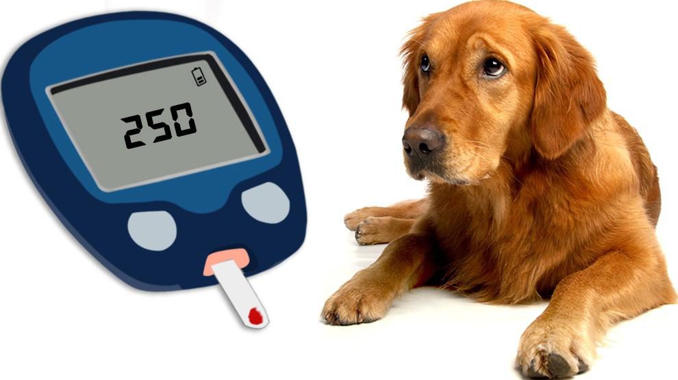 makiandampras - canine diabetes