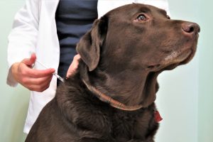 دیابت سگ ها؛ راه حلی برای مشکلات آن