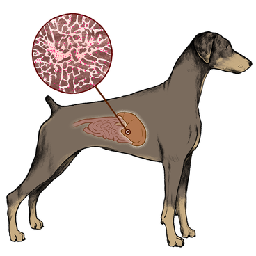 makiandampars - copper associated hepatopathy in dogs