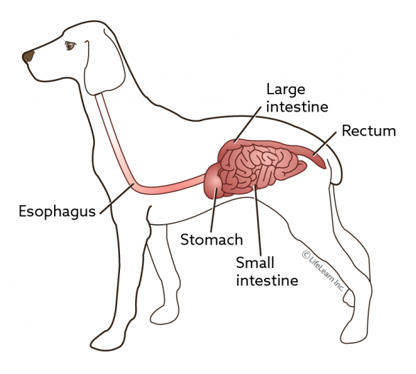 makiandampars - digestive tract of dogs