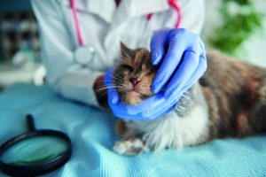 کمپلکس تنفسی گربه ها؛ علائم و درمان