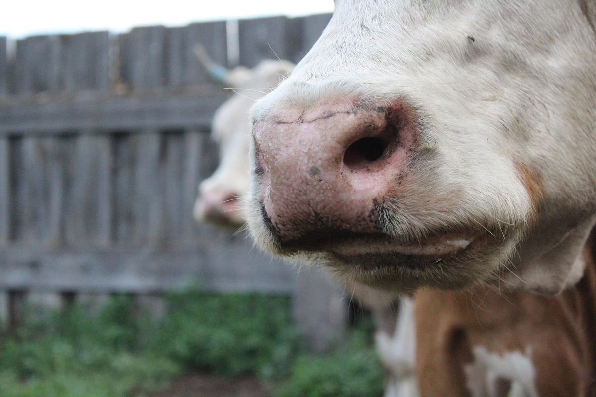 هشدار تب برفکی (FMD) ; راهکار ساده برای محافظت از دام