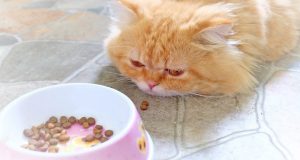 علت غذا نخوردن و بی اشتهایی گربه