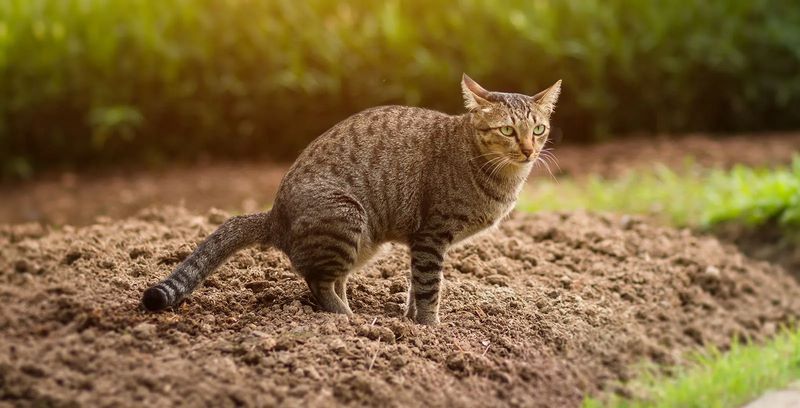دستشویی گربه; آموزش صاحبان گربه برای دستشویی
