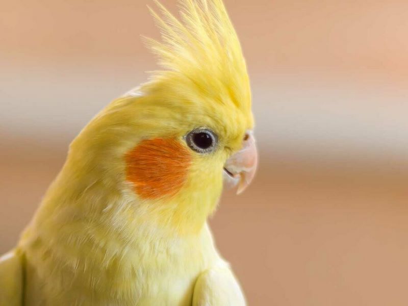 غذای عروس هلندی; از سن جوجه تا بالغ