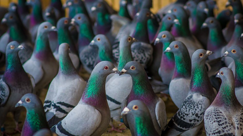 داروی گیاهی برای تنفس کبوتر