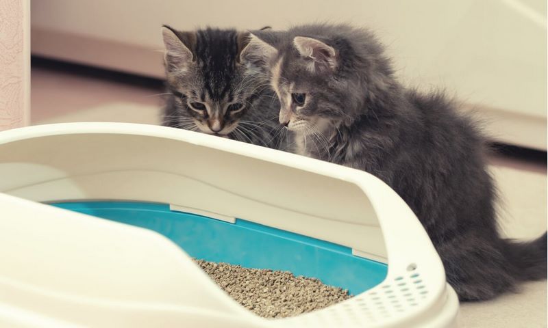 دستشویی گربه; آموزش صاحبان گربه برای دستشویی