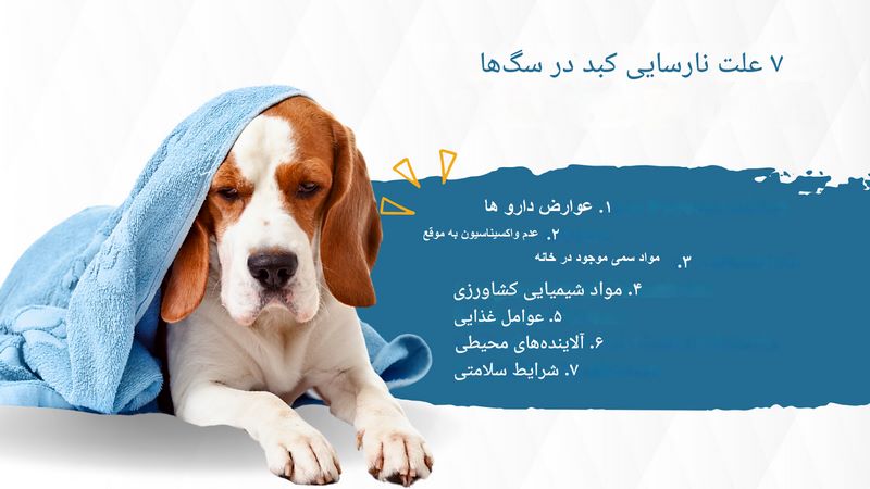 تشخیص و درمان بیماری های کبد در سگ