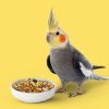 غذای عروس هلندی; از سن جوجه تا بالغ