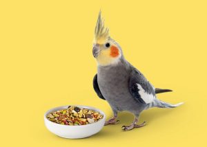 غذای عروس هلندی; از سن جوجه تا بالغ