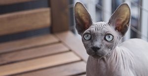 از گربه نژاد اسفینکس چه می دانید؟