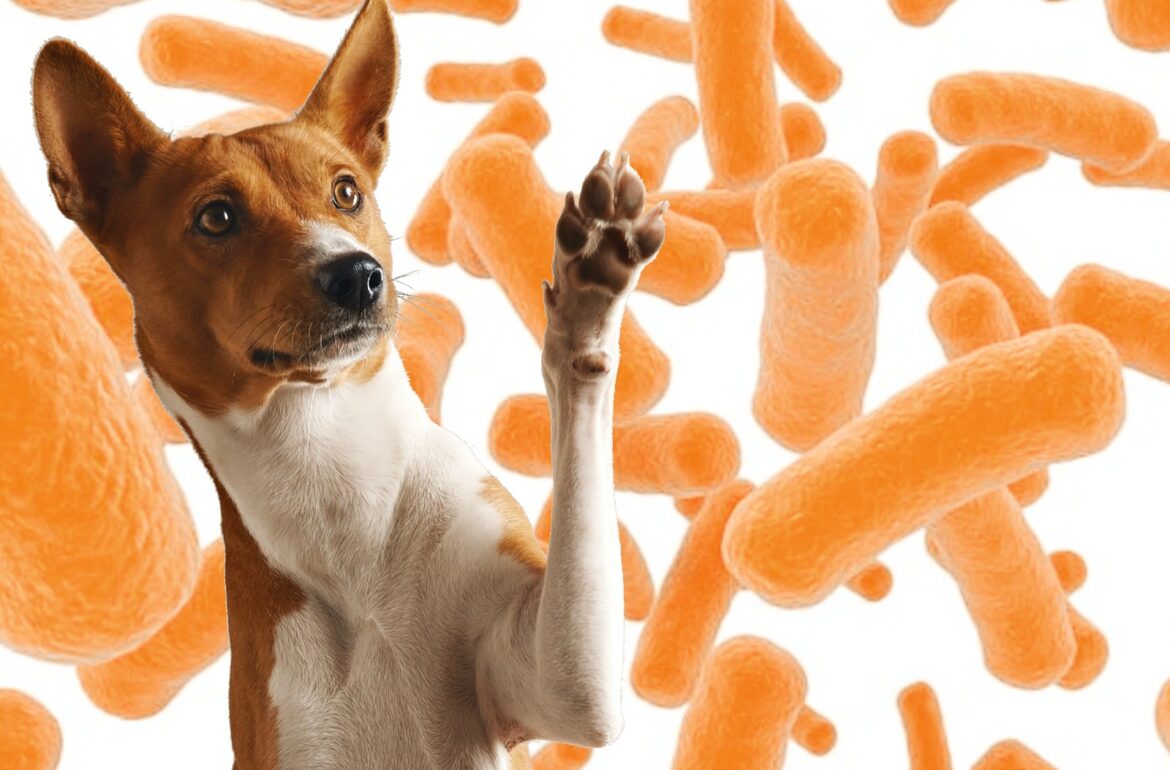 makiandampars - probiotics in dogs