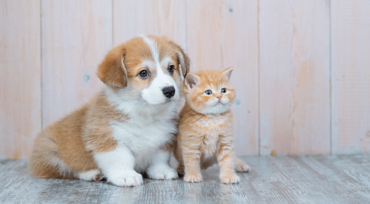 makiandampars - puppy and kitten caring tips