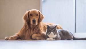 مروری بر مصرف سین بیوتیک در حیوانات خانگی