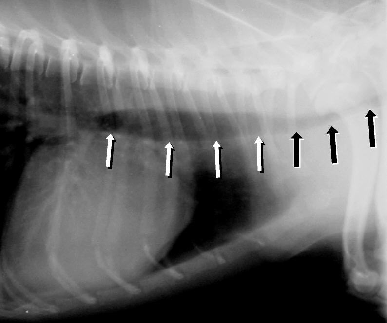 makiandampars - tracheal collapse x-ray