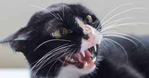 makiandampars - cat anxiety