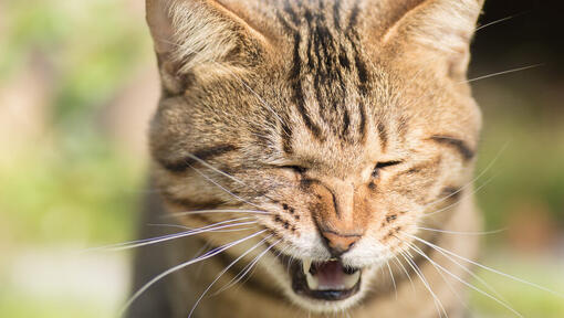 makiandampars - cause of sneeze in cats