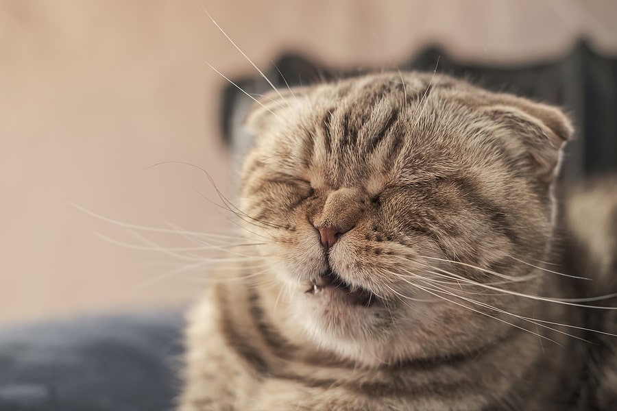 makiandampars - sneeze in cats