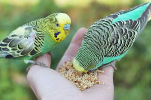 مشکلات گوارشی در پرندگان زینتی و مدیریت تغذیه