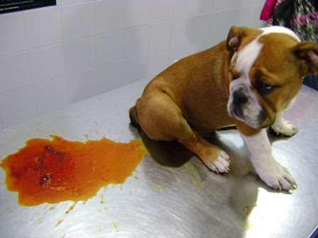 makiandampars - bloody diarrhoea in puppy