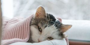 makiandampars - cat cold