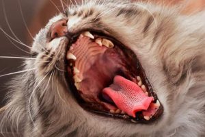 زخم های دهانی گربه ها؛ علل و راه حل