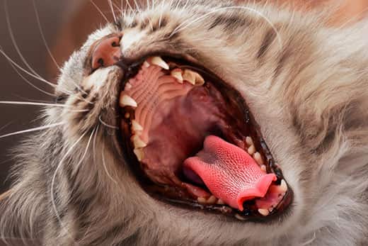 makiandampars - oral ulcers in cats