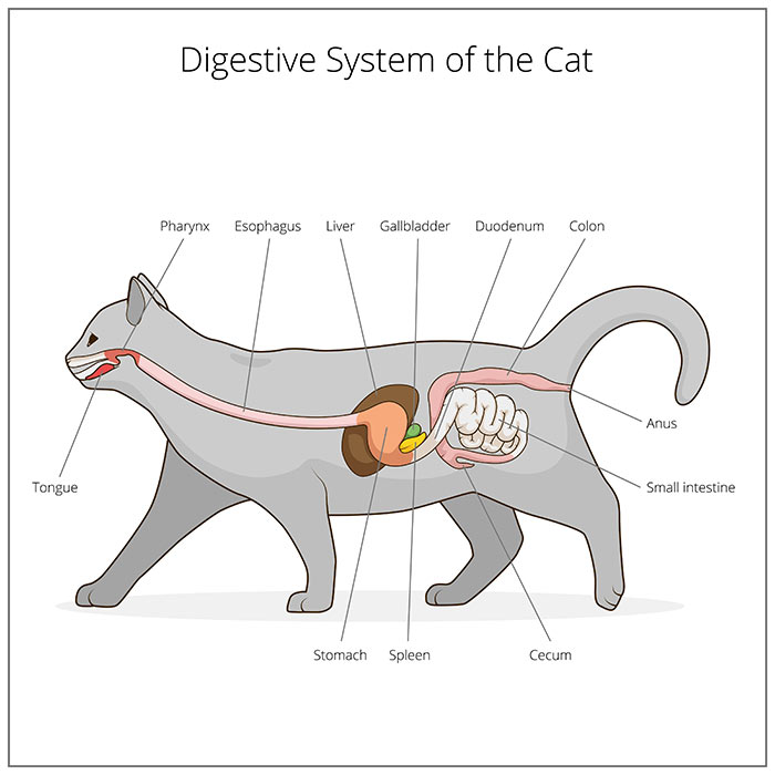 makiandampars - digestive tract in cats