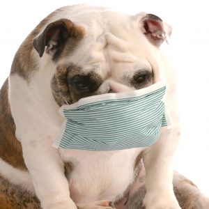 makiandampars - canine respiratory disease
