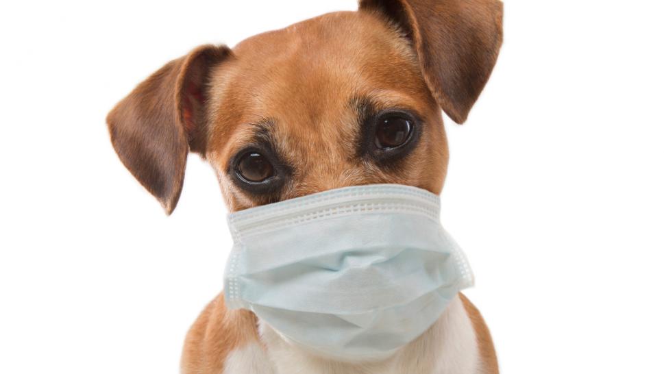 makiandampars - what do you know about kennel cough