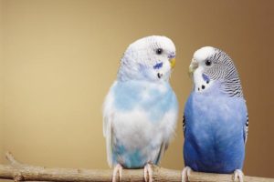 پولیوماویروس پرندگان زینتی؛ علائم بالینی، کنترل و درمان