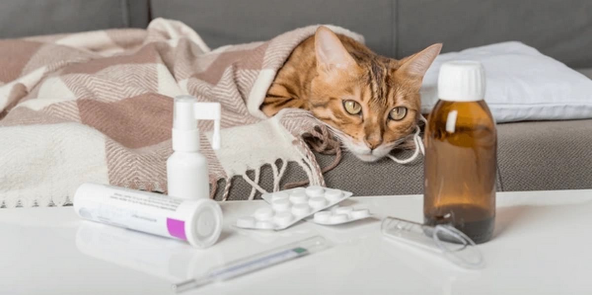 هرپس گربه; از تشخیص تا درمان