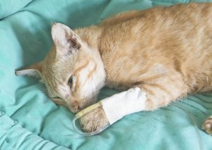 پن لکوپنی در گربه ها؛ علائم، تشخیص و درمان