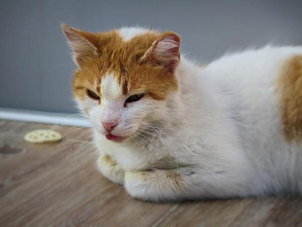 makiandampars - gastroenteritis in cats