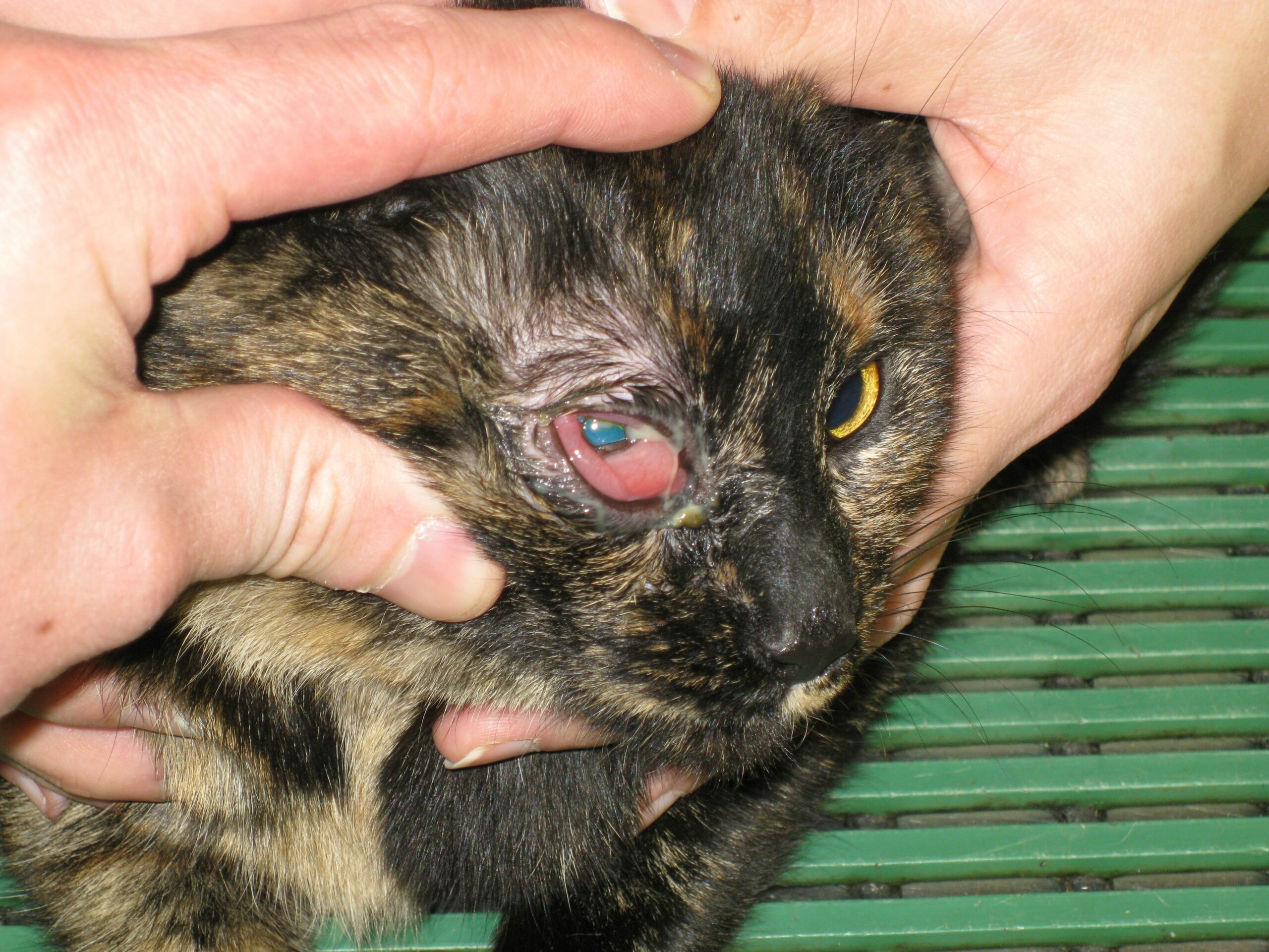 makiandampars - herpesvirus infection in cats