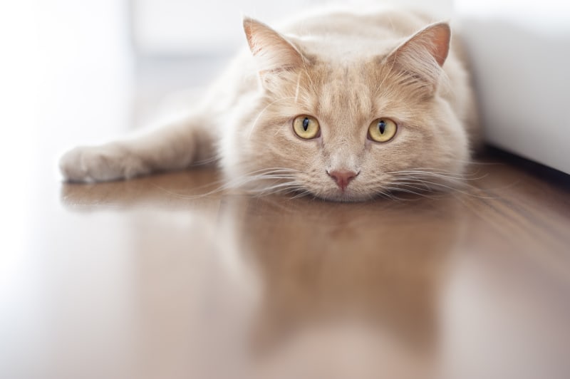 makiandampars - IBD in cats causes and treatment