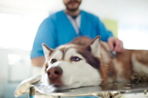هپاتیت سگ ها؛ هر آنچه باید بدانید