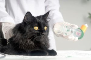 آسم گربه ها؛ هر آنچه باید بدانید